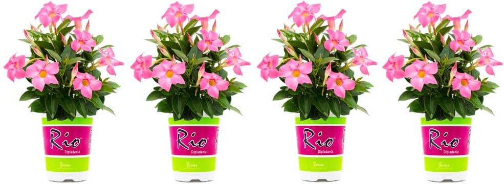 Rio 1.5 Pint Dipladenia Flowering Annual Shrub with Pink Flowers (4-Pack)