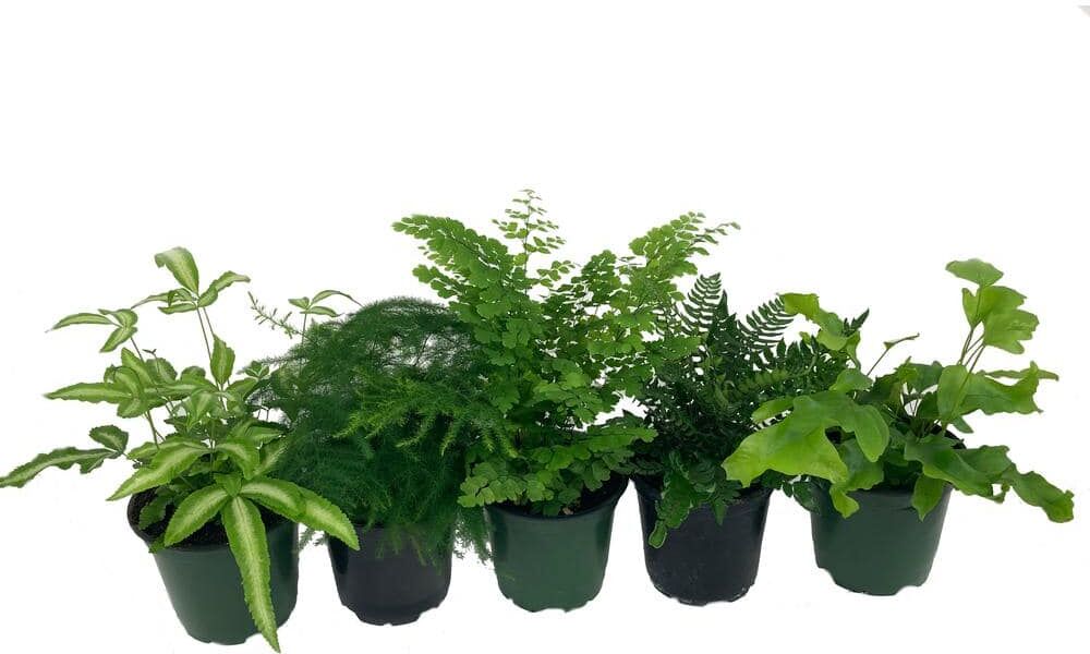 Wekiva Foliage Exotic Fern Assortment - 5 Live Plants in 4 in. Pots - Growers Choice Based On Health, Beauty and Availability