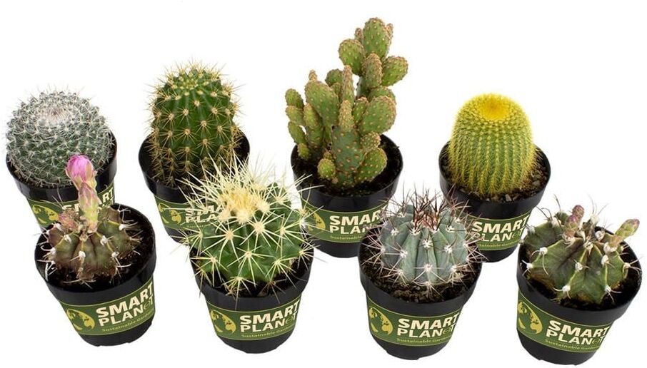 SMART PLANET 2.5 in. Cactus Collection Plant (8-Pack)