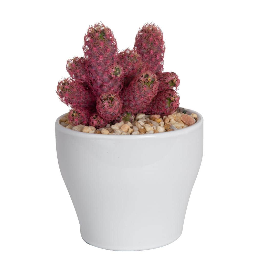 Costa Farms Pink Desert Gems Indoor Cactus in 4 in. White Ceramic Planter, Avg. Shipping Height 6 in. Tall