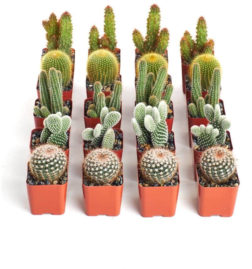 Shop Succulents 2 in. Cactus Collection(Collection of 20)