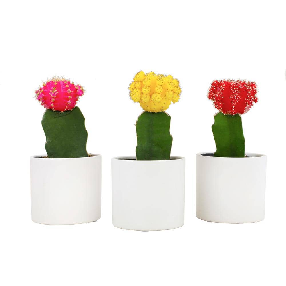 SMART PLANET 2.5 in. Assorted Grafted Cactus 3-Pack in White Glazed Clay Pot