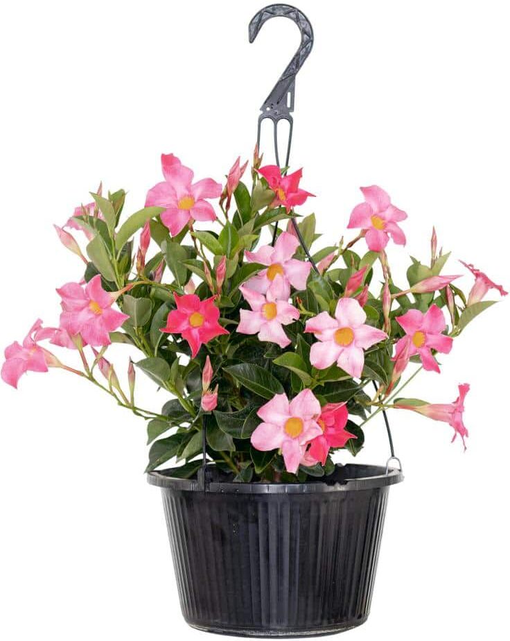 United Premium 10 in. Hanging Basket 20 in. to 22 in. Tall Mandevilla Pink Blooming Flower Live Outdoor Plant