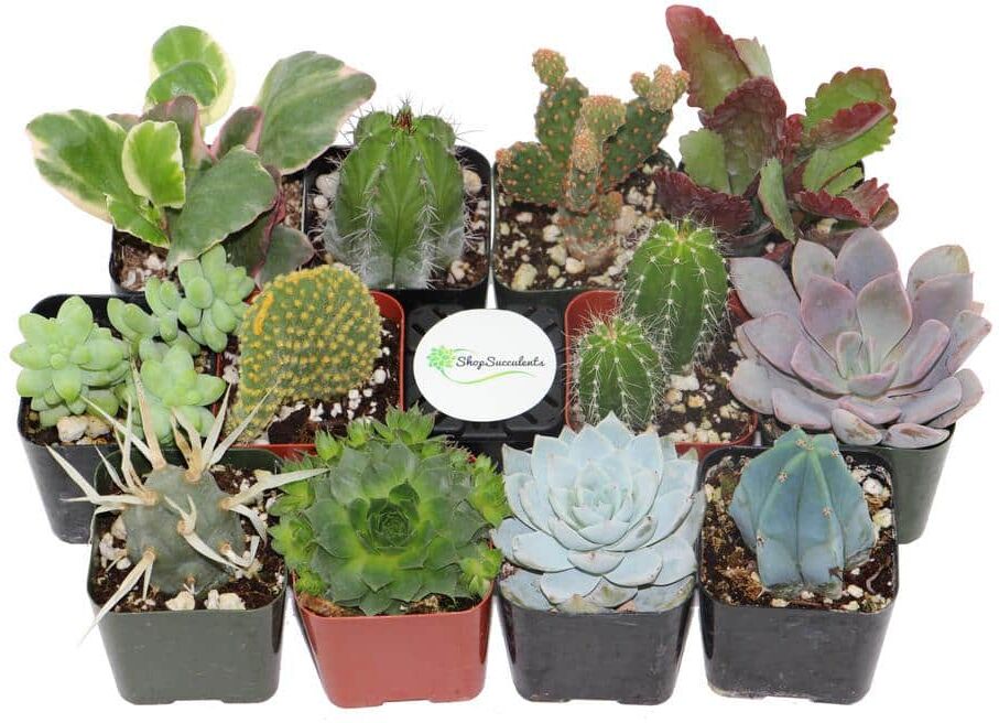 Shop Succulents 2 in. Cactus and Succulent (Collection of 12)