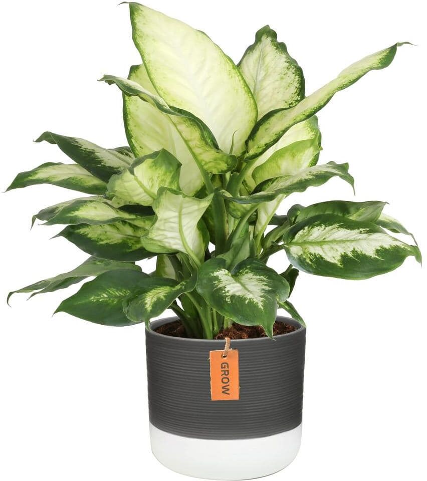 Costa Farms Dieffenbachia Dumb Cane Indoor Plant in 6 in. Two-Tone Ceramic Planter, Avg. Shipping Height 1-2 ft. Tall