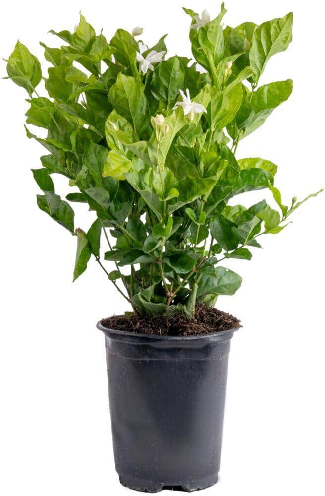 Costa Farms Outdoor Jasmine Belle of India Plant in 2.5 qt. Grower Pot, Avg. Shipping Height 1 ft. to 2 ft. Tall