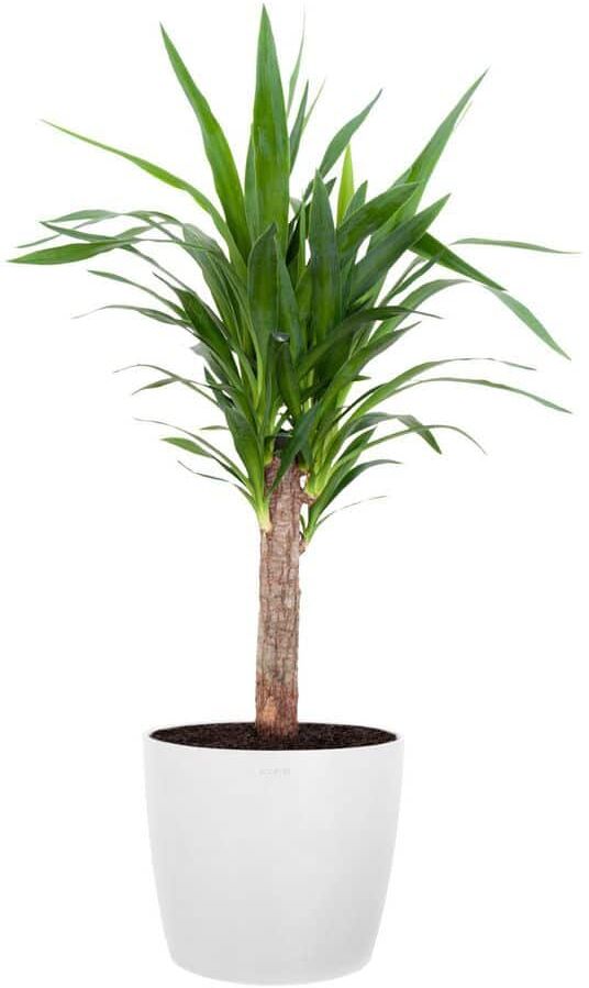 United Yucca Cane Live Indoor Outdoor Plant in 10 inch Premium Sustainable Ecopots Pure White Pot with Removeable Drainage Plug