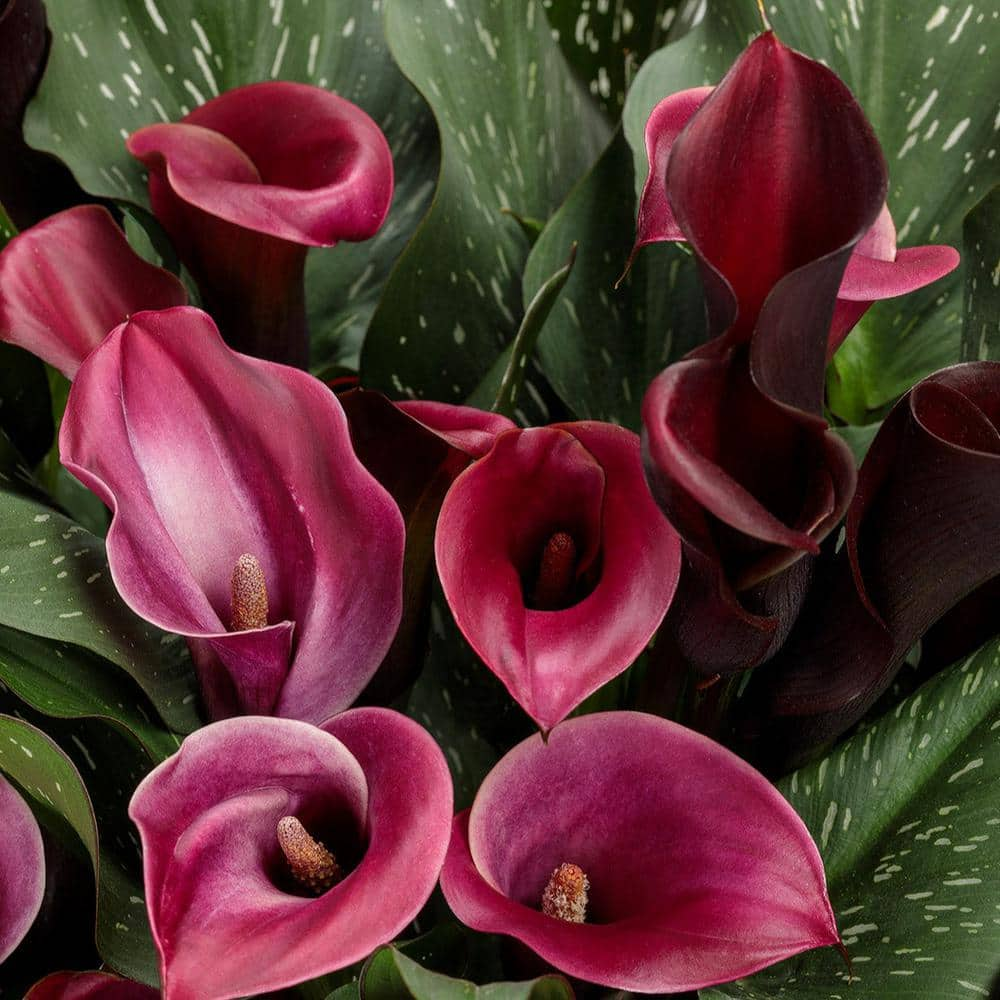 PROVEN WINNERS 6.5 in. Be My Heart Calla Lily Hybrid (Zantedeschia), Pink Flowers