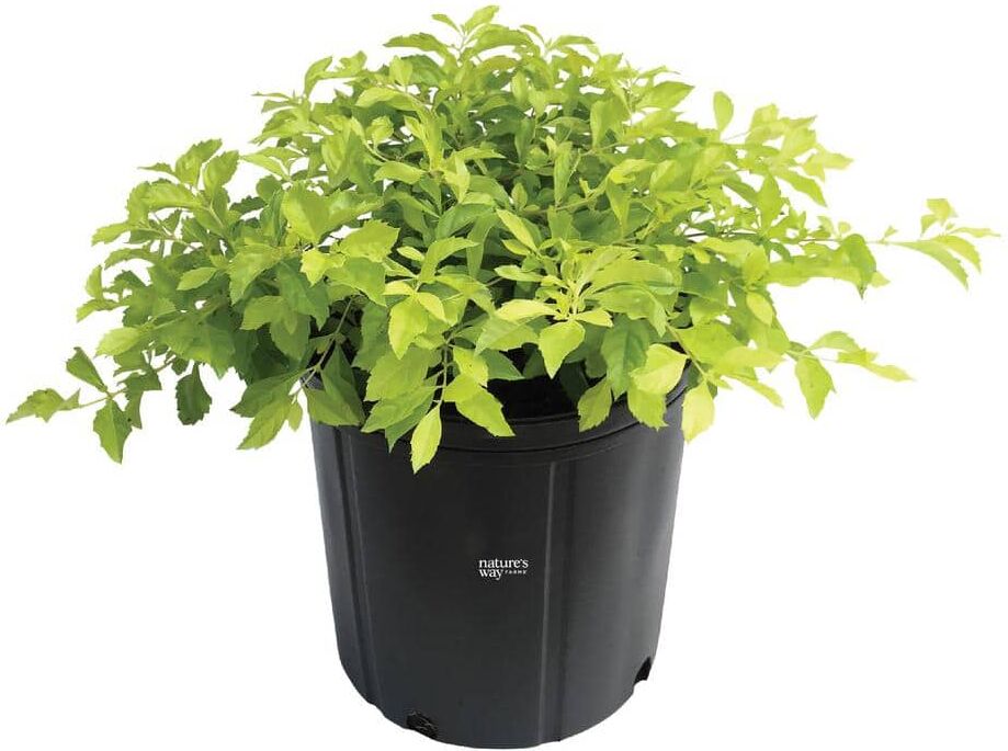 NATURE'S WAY FARMS Duranta Gold Mound Live Outdoor Plant in Growers Pot Average Shipping Height 2-3 Ft. Tall