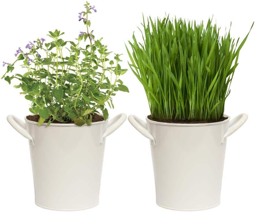 Garden State Bulb Herb Garden Kit with White Metal Planter (Cat Grass and Catnip) (2-Pack)