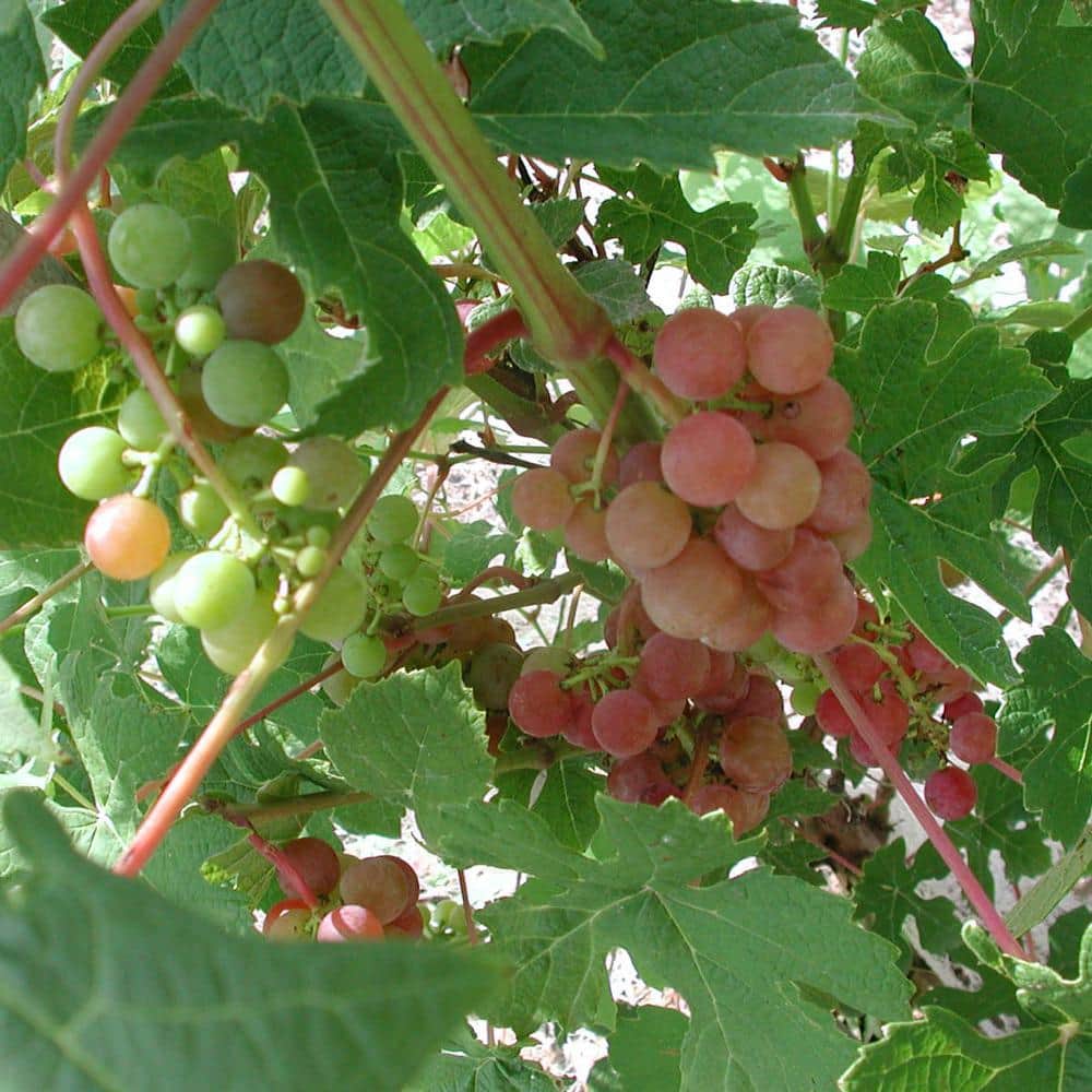 Gurney's Tickled Pink Grape (Vitis), Live Bareroot Fruiting Vine, Pink Fruit Clusters (1-Pack)