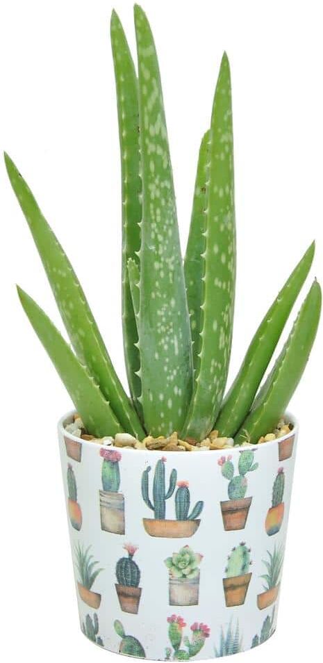 Costa Farms Aloe Vera Indoor Plant in 4 in. Cactus Ceramic Pot, Avg. Shipping Height 7 in. Tall