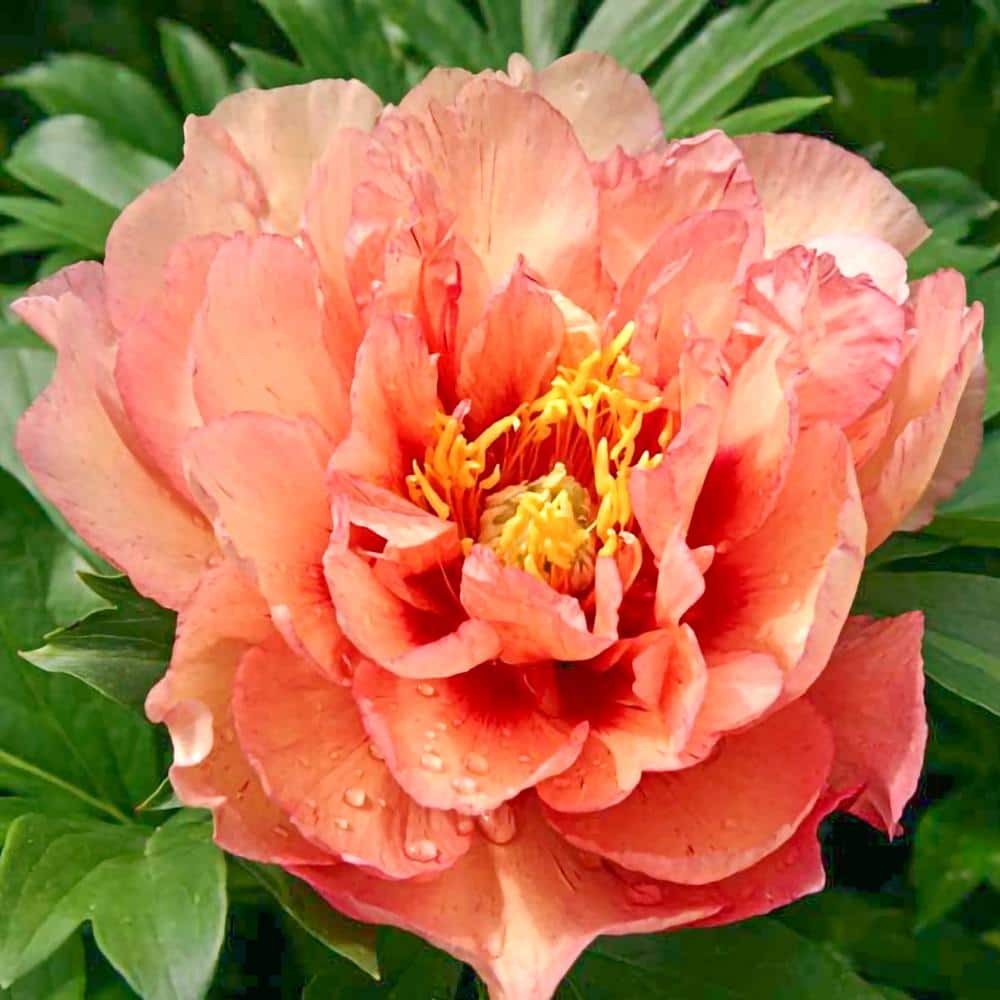 Spring Hill Nurseries 4 in. Pot, Candy Cane Itoh Peony Deciduous Flowering Perennial Plant (1-Pack)
