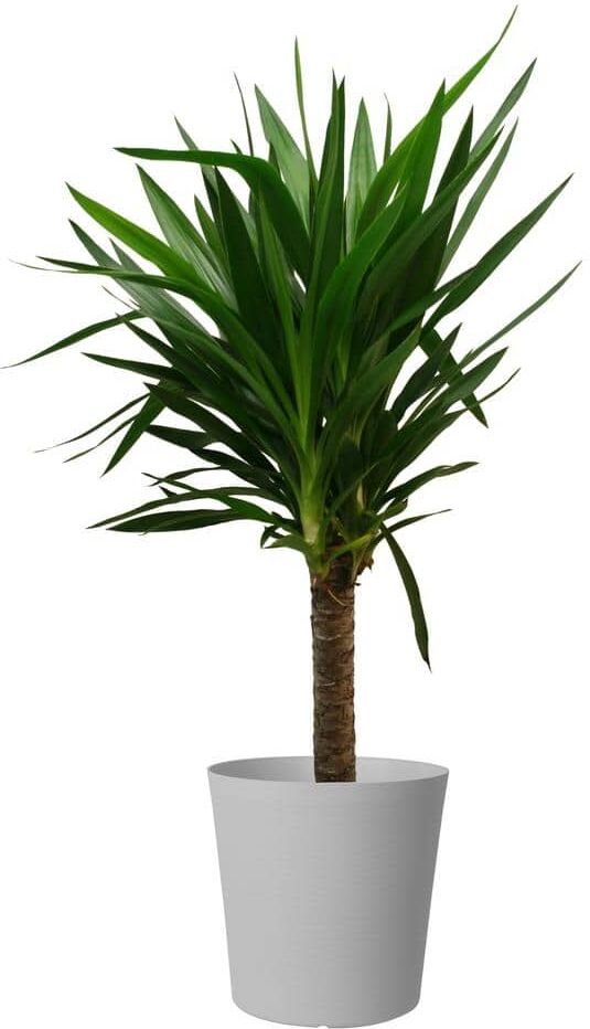 Costa Farms Yucca Cane Indoor Plant in 8.75 Gray Décor Pot, Avg. Shipping Height 2-3 ft. Tall