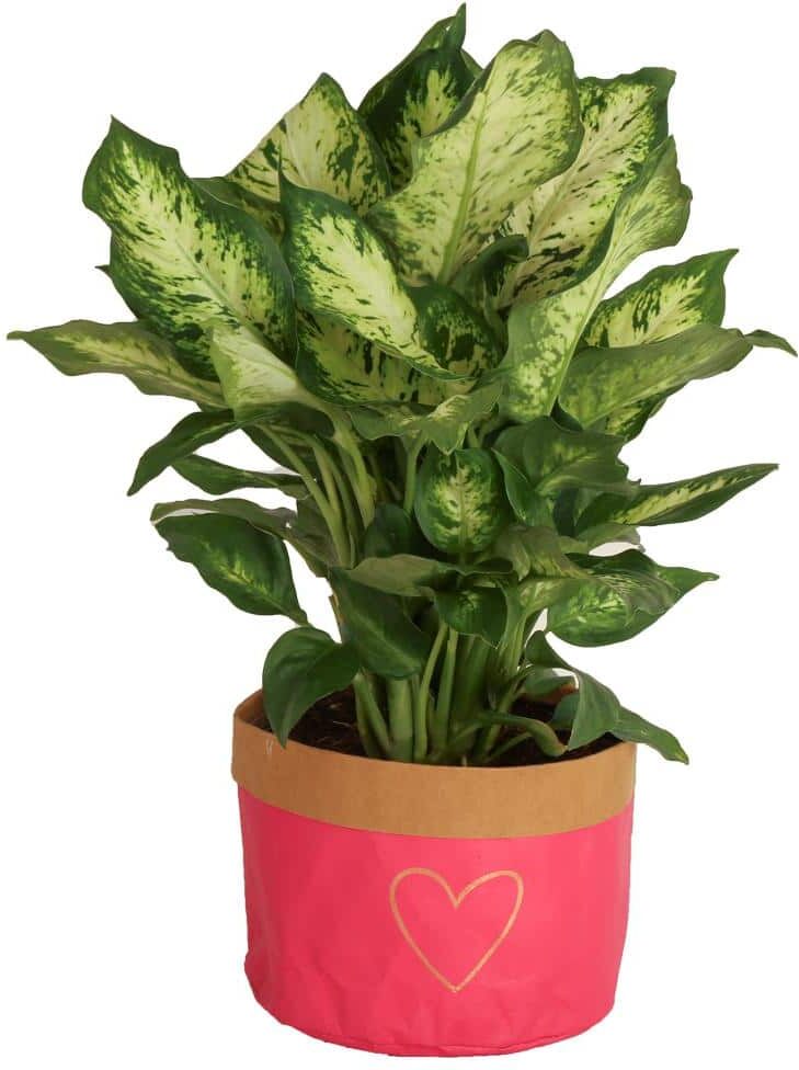 Costa Farms 6 in. Dieffenbachia Dumb Cane Indoor Plant in Heart Washable Paper Pot, Avg. Shipping Height 1-2 ft. Tall