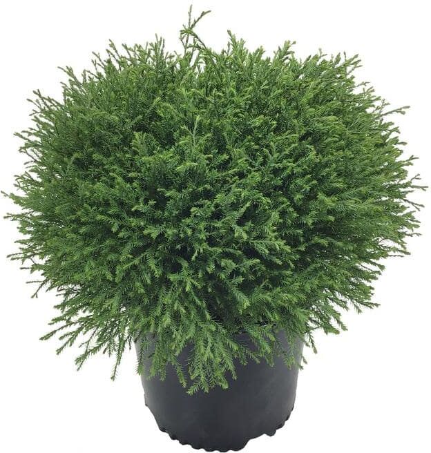 Arborvitae (Thuja occidentalis) Mr. Bowling Ball