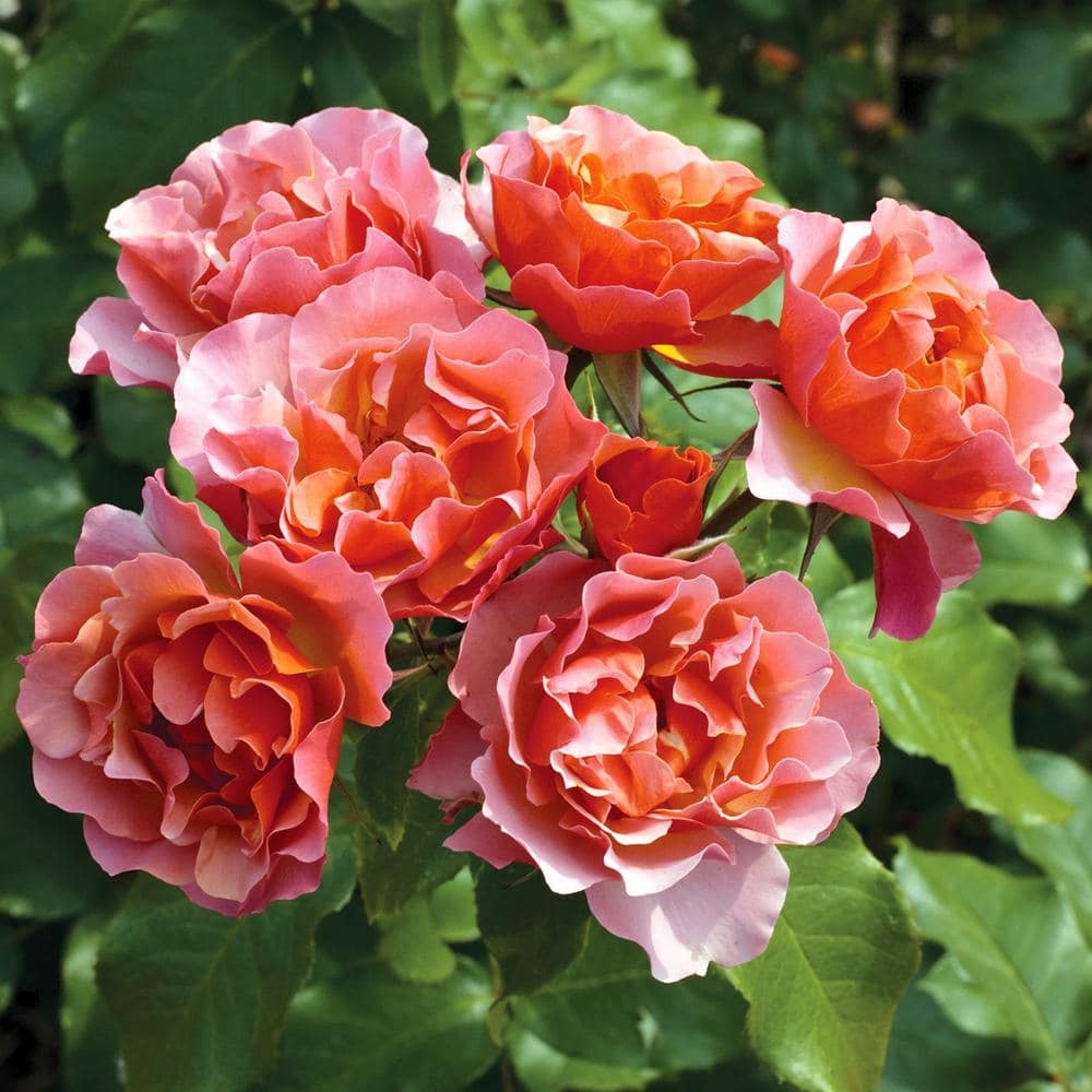 VAN ZYVERDEN Roses - Tequila Supreme (1 Root Stock)