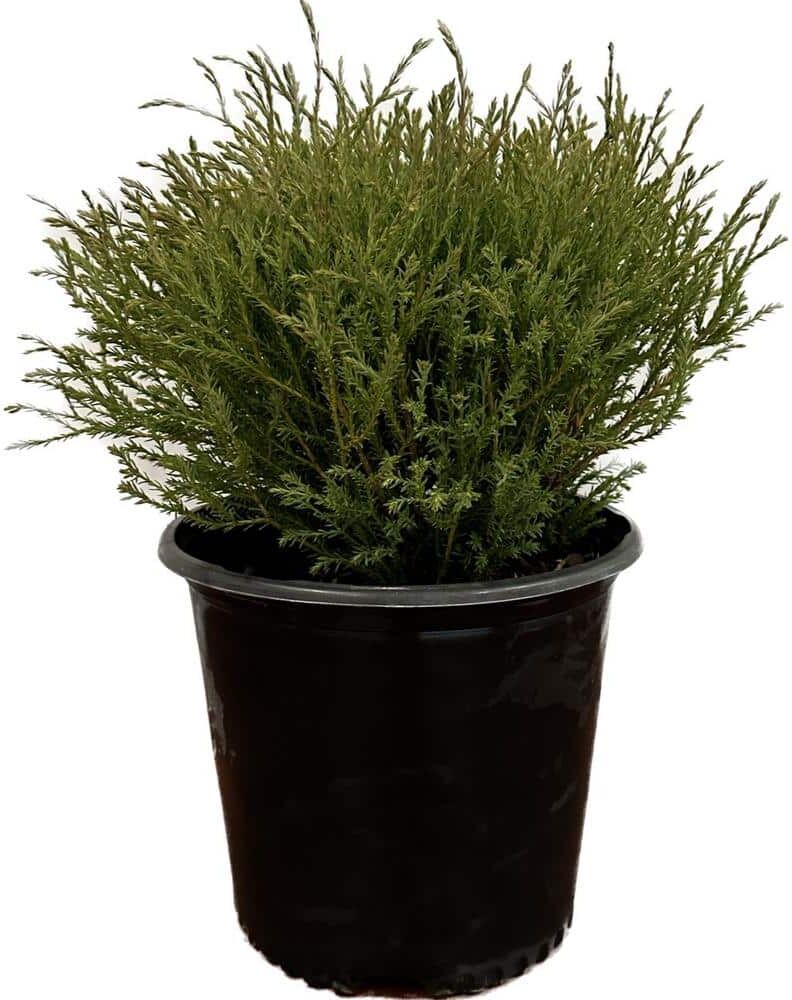 2.25 Gal. Mr. Bowling Ball Arborvitae (Thuja) Live Shrub