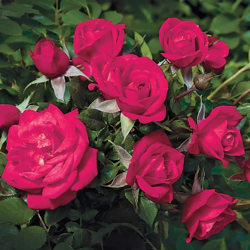 Spring Hill Nurseries Be My Baby Miniature Rose, Dormant Bare Root Plant, Red Flowers (1-Pack)