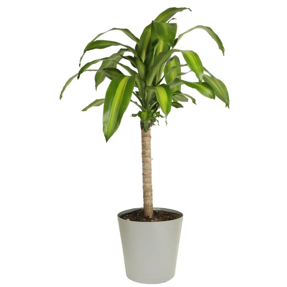 Costa Farms Mass Cane Indoor Plant in 8.78 in. Gray Décor Pot, Avg. Shipping Height 2-3 ft. Tall