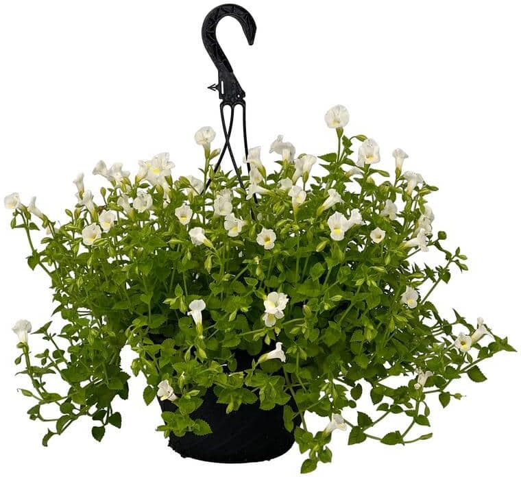 Pure 4.73L. Torenia Moon White Flower 10 in. Hanging Basket