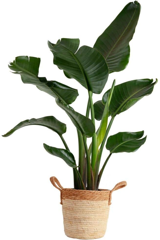 Costa Farms 10 in. Bird of Paradise Indoor Plant in Decor Basket, Average Shipping Height 2-3 ft. Tall