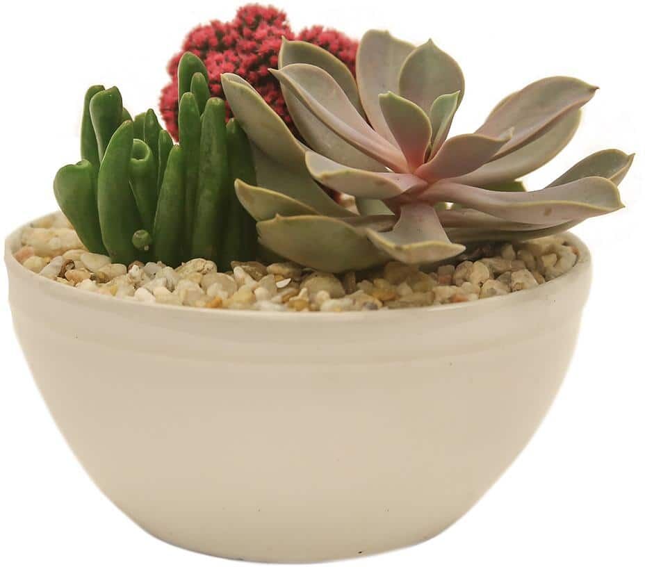 Costa Farms Pink Desert Gems Indoor Cactus Garden in 6 in. Gloss Ceramic Bowl, Avg. Shipping Height 3 in. Tall