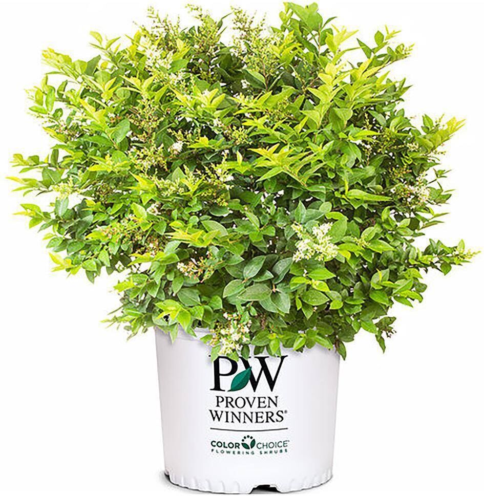 PROVEN WINNERS 2 Gal. Golden Ticket Ligustrum Shrub with Bright Yellow Foliage