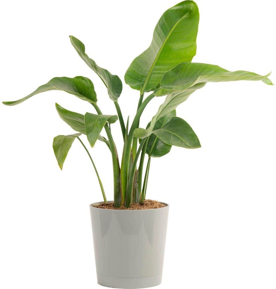 Costa Farms 10 in. Bird of Paradise Indoor Plant in Gray Planter, Avg. Shipping Height 2-3 ft. Tall