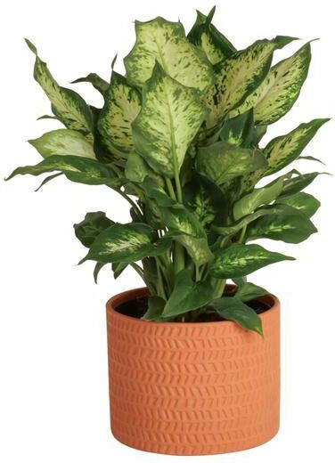 Costa Farms 6 in. Dieffenbachia Dumb Cane Indoor Plant in Mid Century Ceramic Pot and Stand, Avg. Shipping Height 1-2 ft. Tall