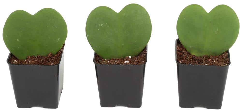 Costa Farms Hoya Kerrii Heartshaped Indoor Plant in 2.5 in. Grower Pot, Avg. Shipping Height 5 in. Tall (3-Pack)