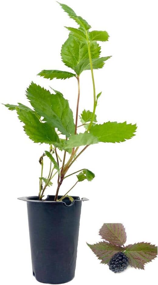 Wekiva Foliage Apache BlackBerry Plant - Live Plant in a 2 in. Pot - Rubus - Fruit Trees for The Patio and Garden