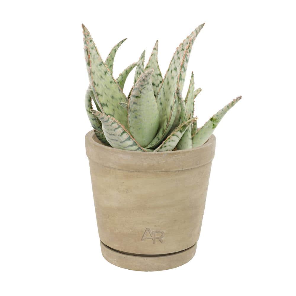 ALTMAN PLANTS Altman Reserve 6IN Candy Cane Aloe (ALOE CANDY CANE PPAF) in cement pot