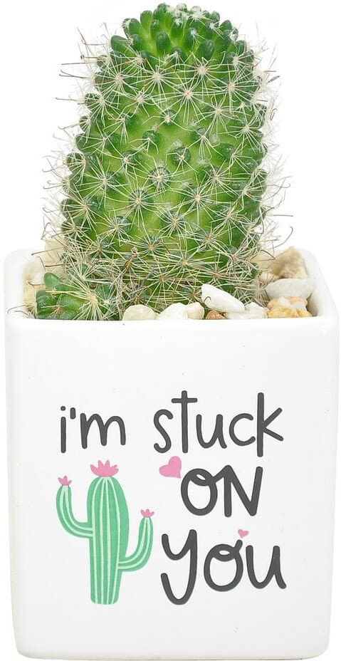 Costa Farms Indoor Cactus in 2.5 in. White Ceramic Planter, Avg. Shipping Height 4 in. Tall