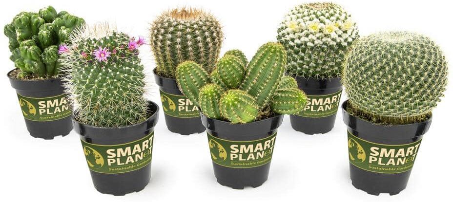 SMART PLANET 9 cm Assorted Cactus Plant Collection (6-Pack)