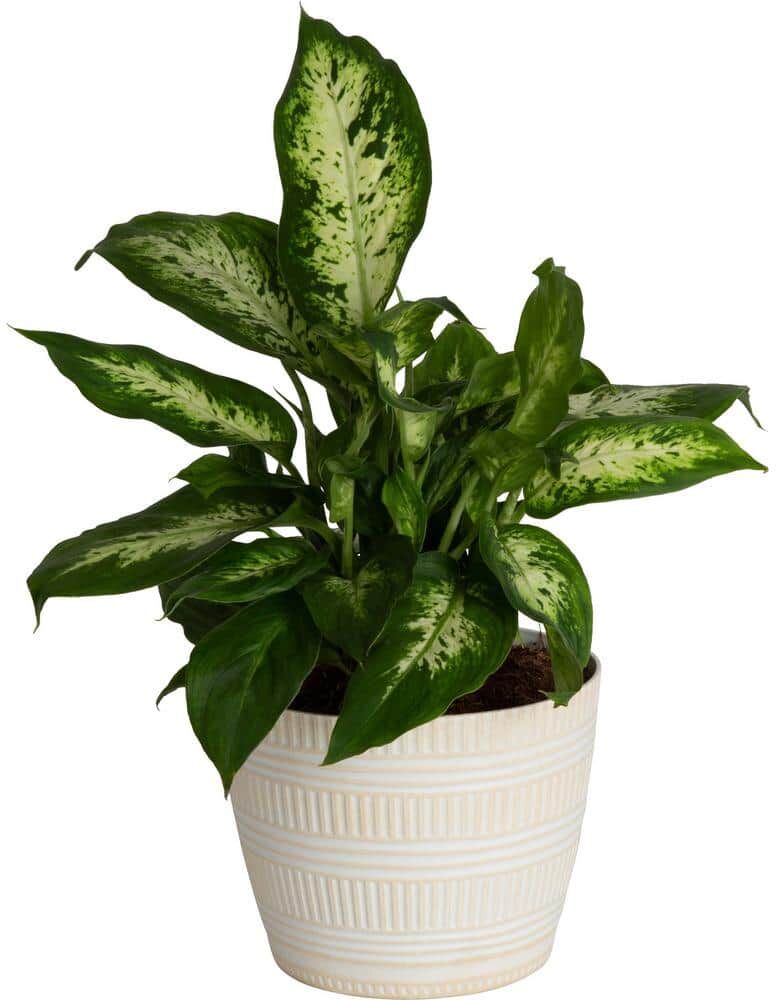 Costa Farms Dieffenbachia Dumb Cane Indoor Plant in 6 in. White Pot, Average Shipping Height 1-2 ft. Tall