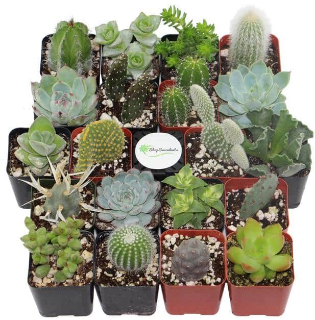 Shop Succulents 2 in. Cactus and Succulent (Collection of 20)