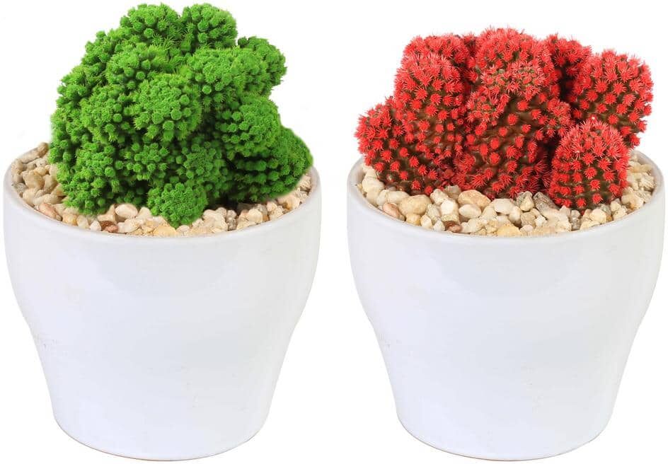 Costa Farms Holiday Desert Gems Cacti Red or Green Indoor Plant in 4 in. White Euro Ceramic, Avg Shipping Height 6 in. Tall (2-Pack)