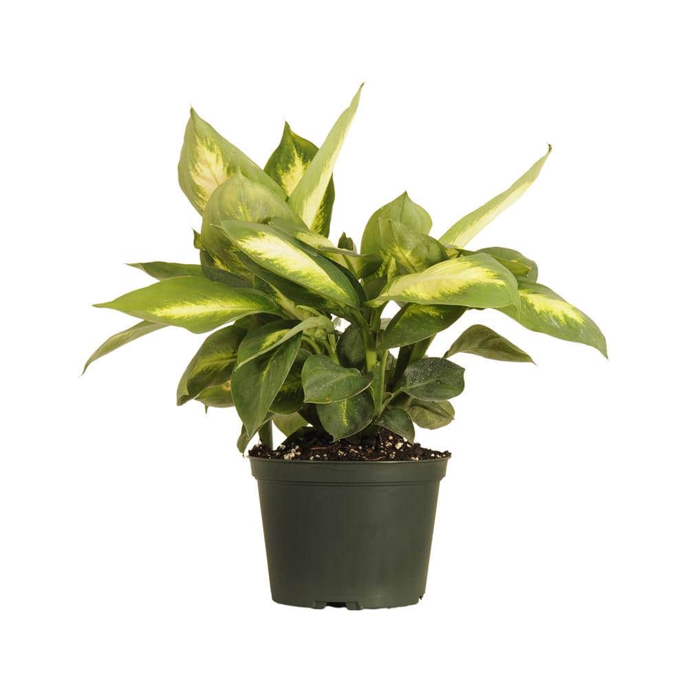 United Dieffenbachia Camille Dumb Cane Live Plant in 6 inch Grower Pot