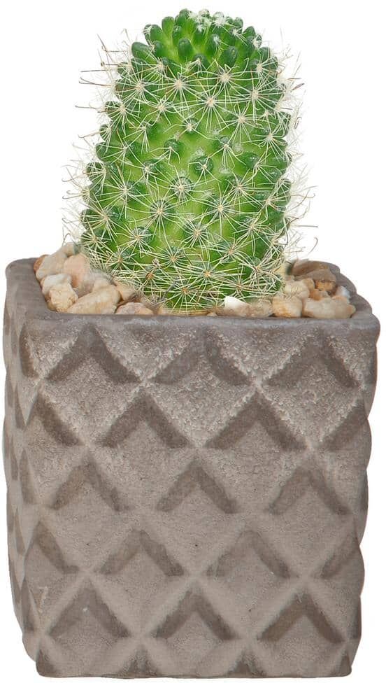 Costa Farms Cactus Indoor Plant in 2.5 in. Two-Tone Ceramic Planter, Avg. Shipping Height 3 in. Tall