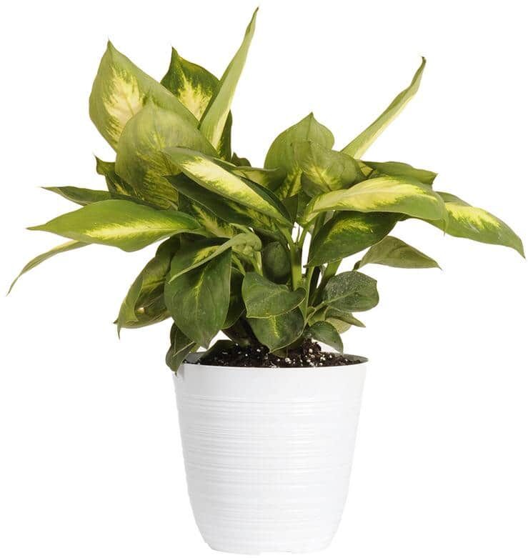 United Dieffenbachia Camille Dumb Cane Live Plant 6 inch White Decor Pot