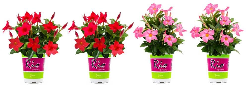 Rio 1.5 Pint Dipladenia Flowering Annual Shrub with Red and Pink Flowers (4-Pack)