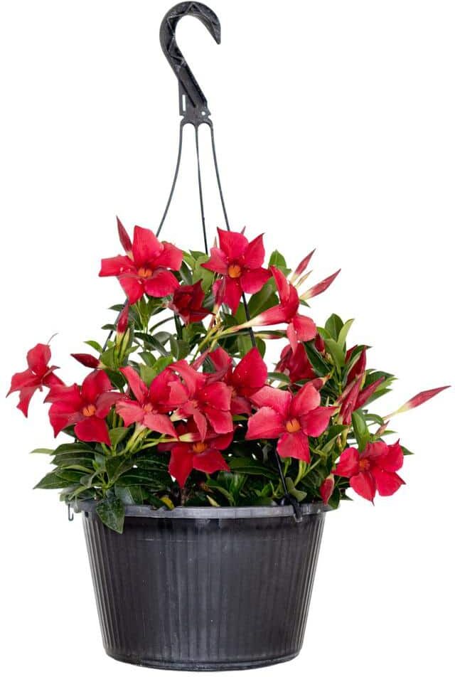 United Premium 10 in. Hanging Basket 20 in. to 22 in. Tall Mandevilla Red Blooming Flower Live Outdoor Plant