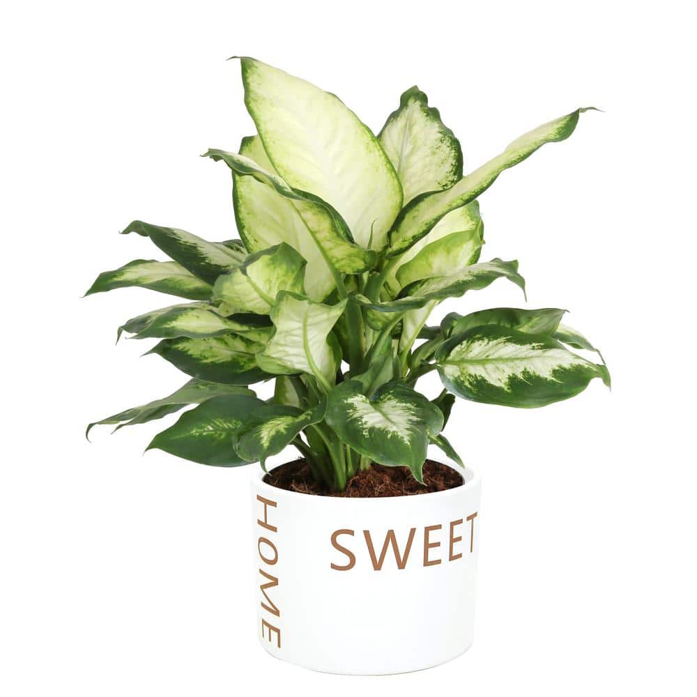 Costa Farms Dieffenbachia Dumb Cane Indoor Plant in 6 in. Home Sweet Home Ceramic Planter, Avg. Shipping Height 1-2 ft. Tall