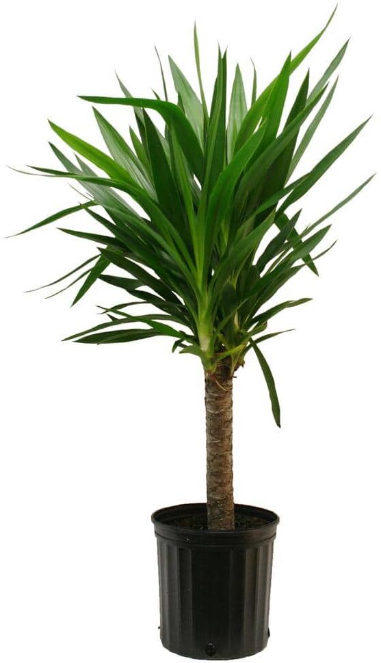 Costa Farms Yucca Cane Indoor Plant in 8.75 Grower Pot, Avg. Shipping Height 2-3 ft. Tall