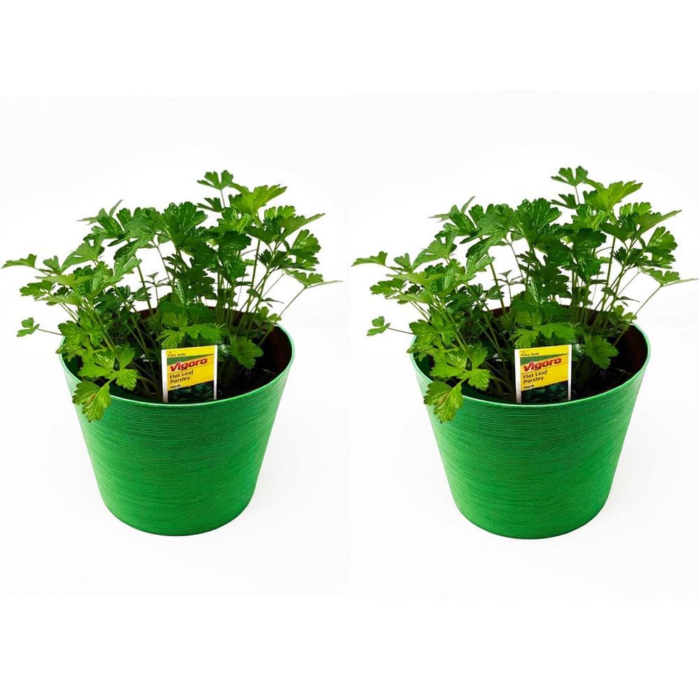 Pure 1.5 Qt. Herb Plant Flat Leaf Parsley in 6 In. Deco Pot (2-Plants)
