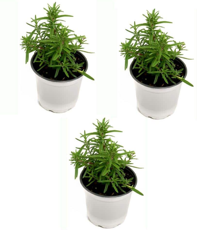 national PLANT NETWORK 4 in. Rosemary Herb Plant with Lavender Blooms (3-Pack)