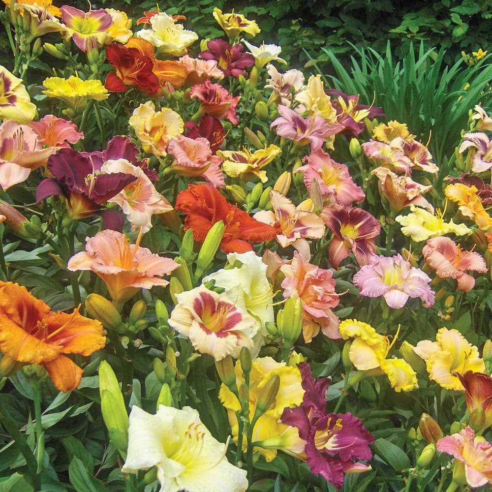 VAN ZYVERDEN Kitchen Sink Breeder's Mixture Daylilies Roots of 12-Set