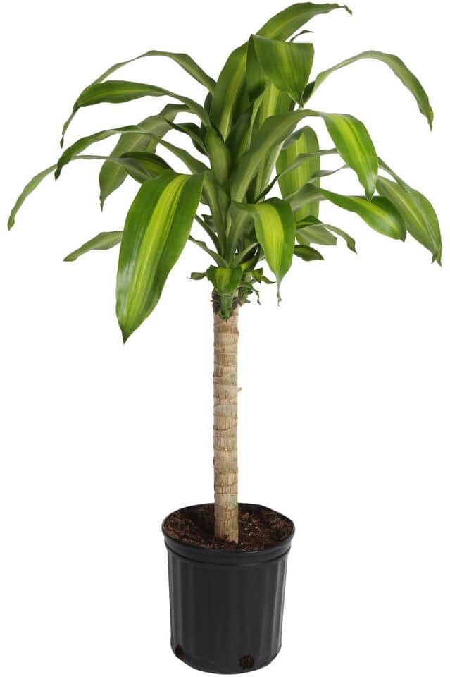 Costa Farms Mass Cane Indoor Plant in 8.78 in. Grower Pot, Avg. Shipping Height 2-3 ft. Tall