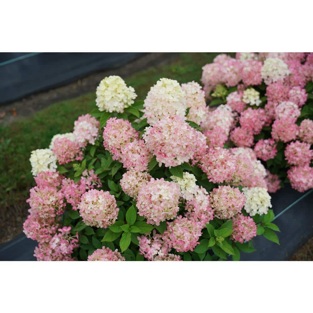 PROVEN WINNERS 1 Gal. Quick Fire 'Fab' Hydrangea (Arborescens) Live Plant, White and Pink Flowers